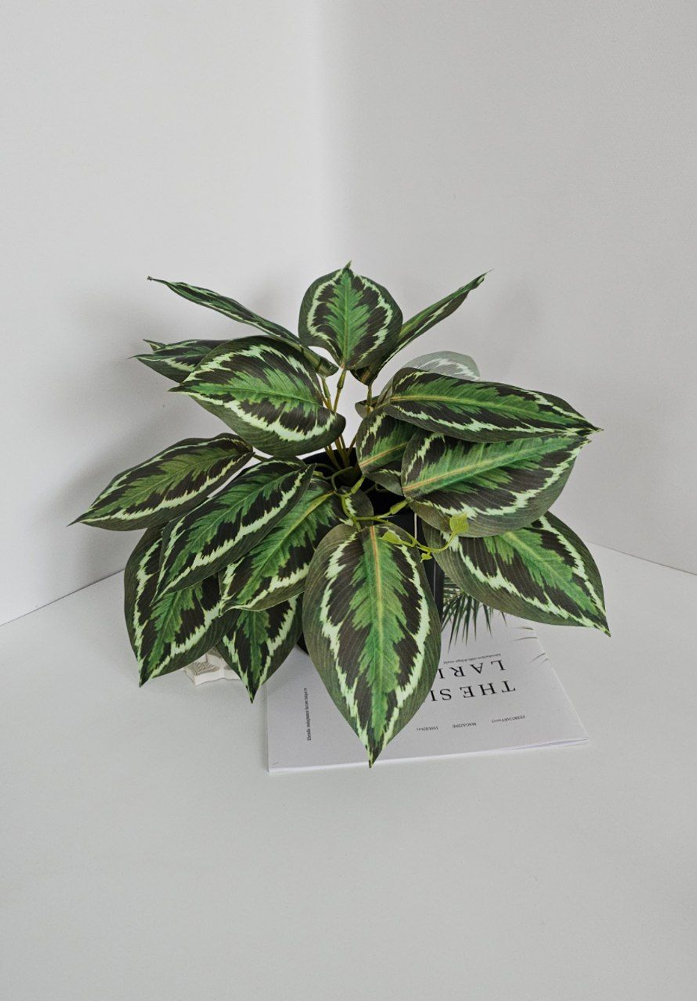 Калатея свисающая / Арт 6372