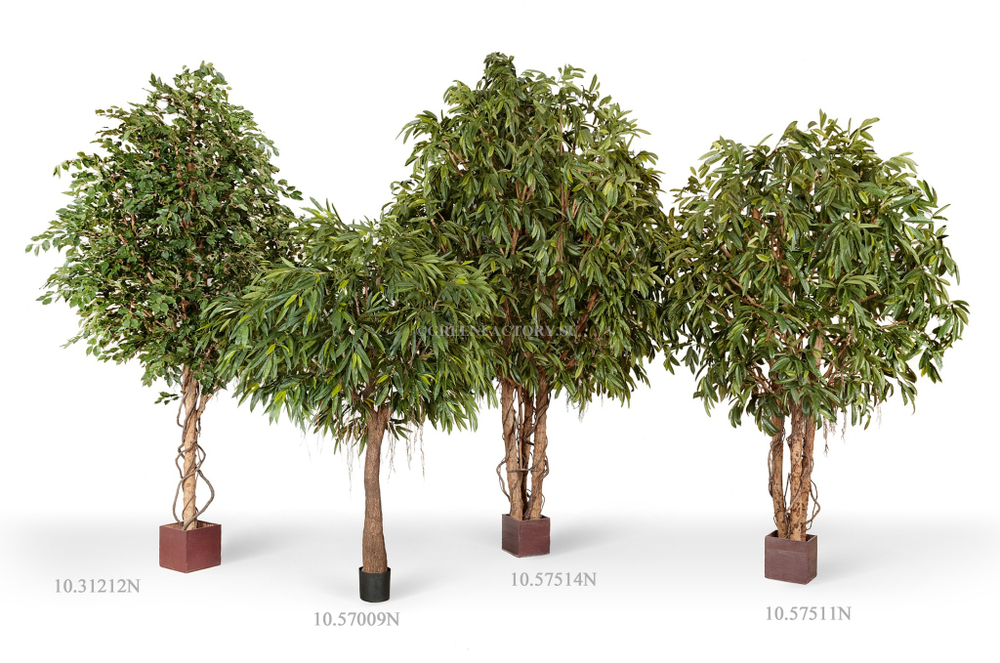 Лонгифолия широколистная Гигантская