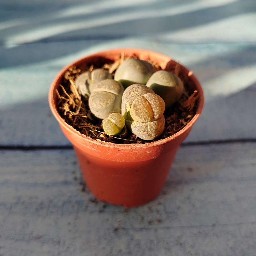 Lithops sp. (Литопсы)