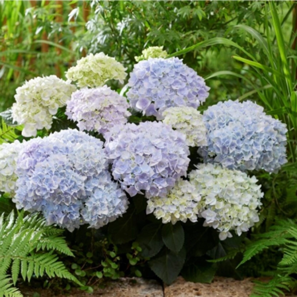 Doppio Azzurro (Доппио Аззуро) Р12 Европа 2026