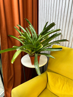 Бромелия, D13см Н40см, 1шт, Urban Jungle (7143)