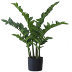 Замиокулькас 75 см