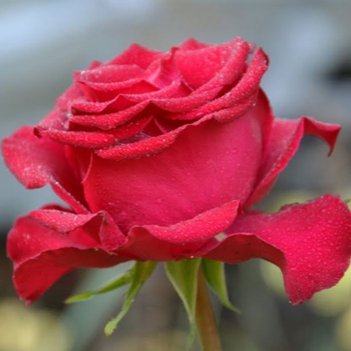 Роза чайно-гибридная Лавли Ред &quot;Lovely red&quot;