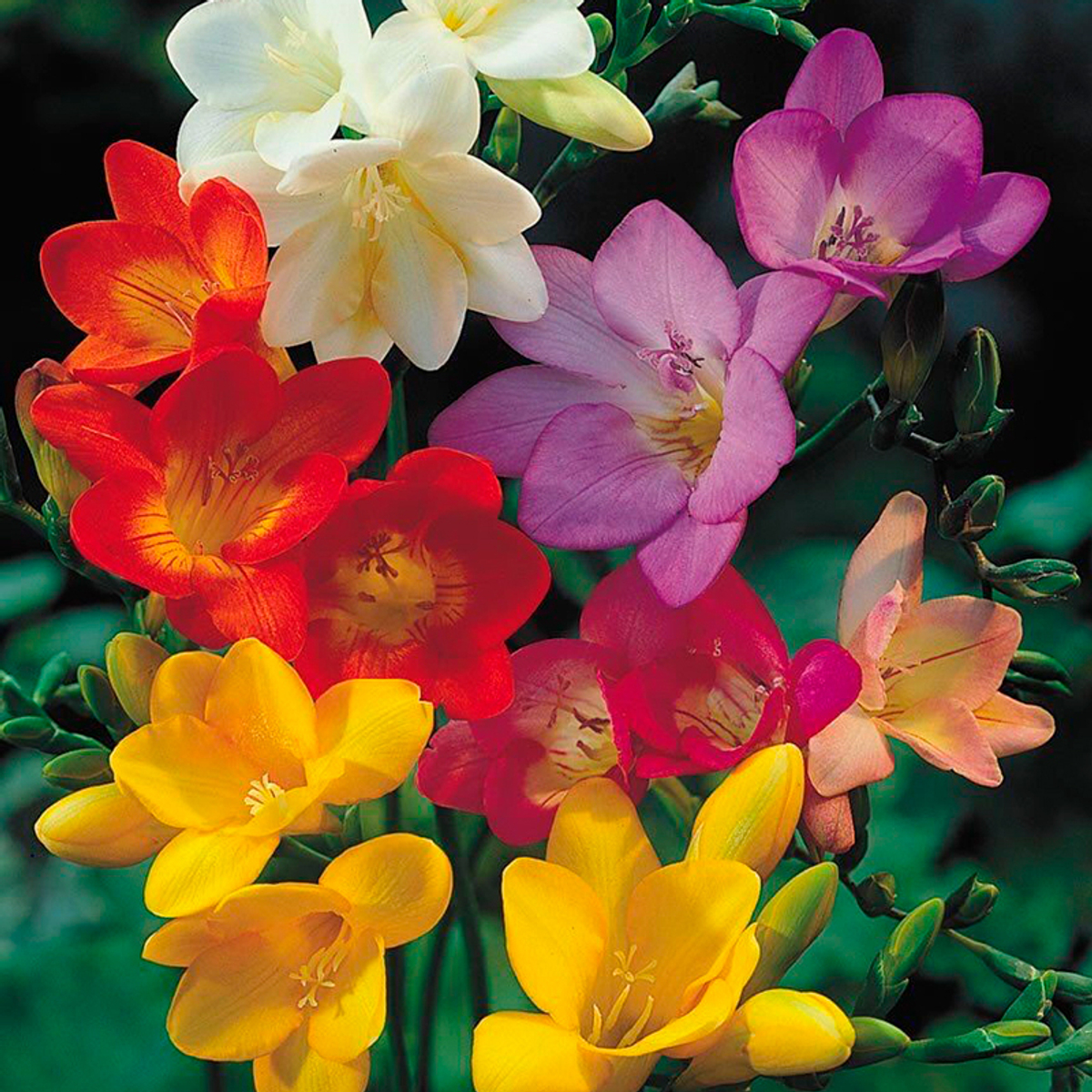 Фрезия простая — микс цветов — пора высаживать