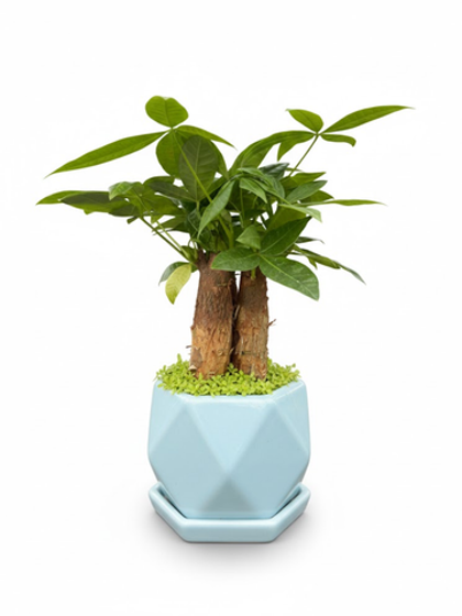 Пахира Little Forest Three-Branch ке