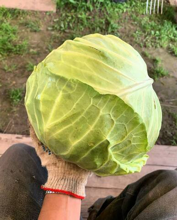 Капуста белокочанная
