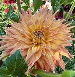 Георгин Хапет Аврора ( Hapet Avrora)