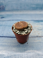 Lithops sp. (Литопсы)