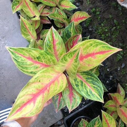 Аглаонема FULL HOUSE