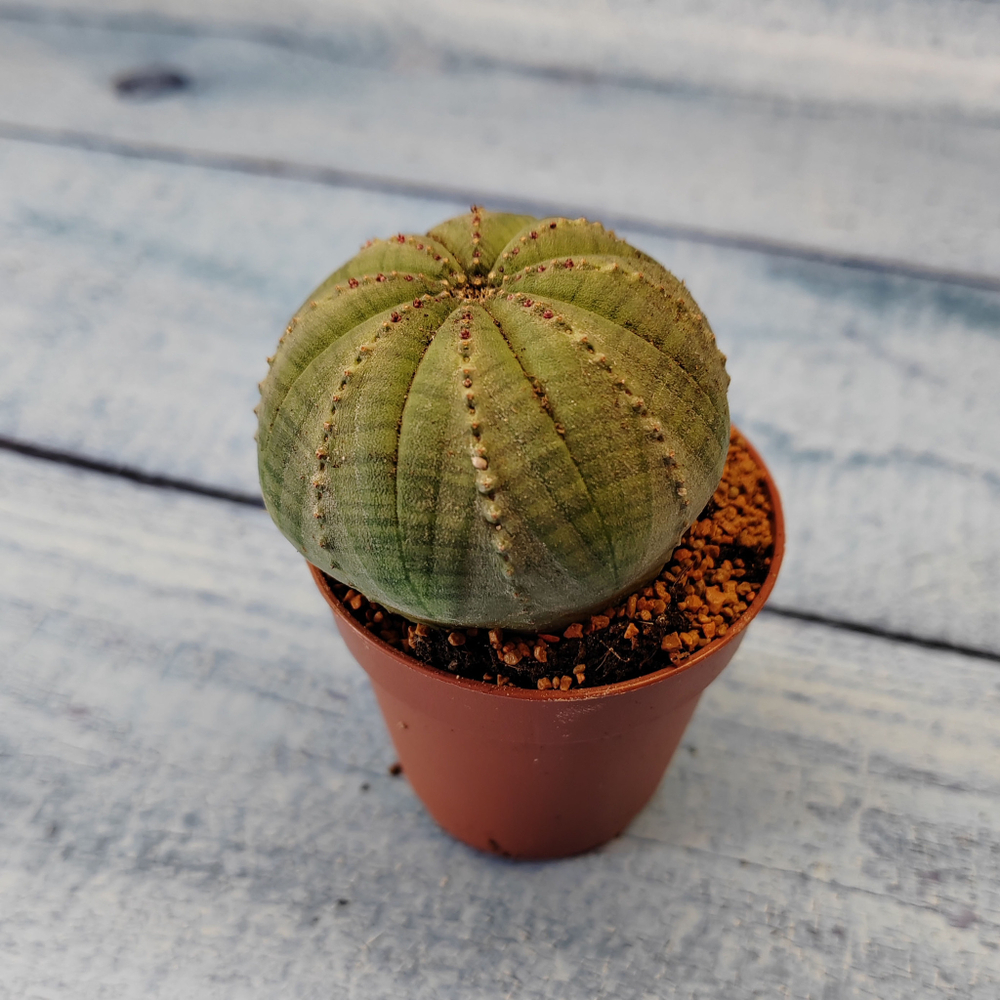 Euphoria Obesa (Эуфорбия)