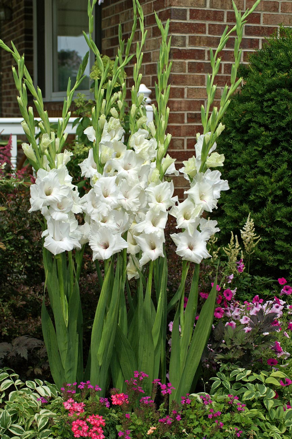 Гладиолус Вайт Просперити