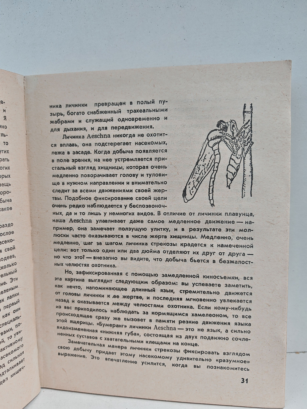 Кольцо царя Соломона