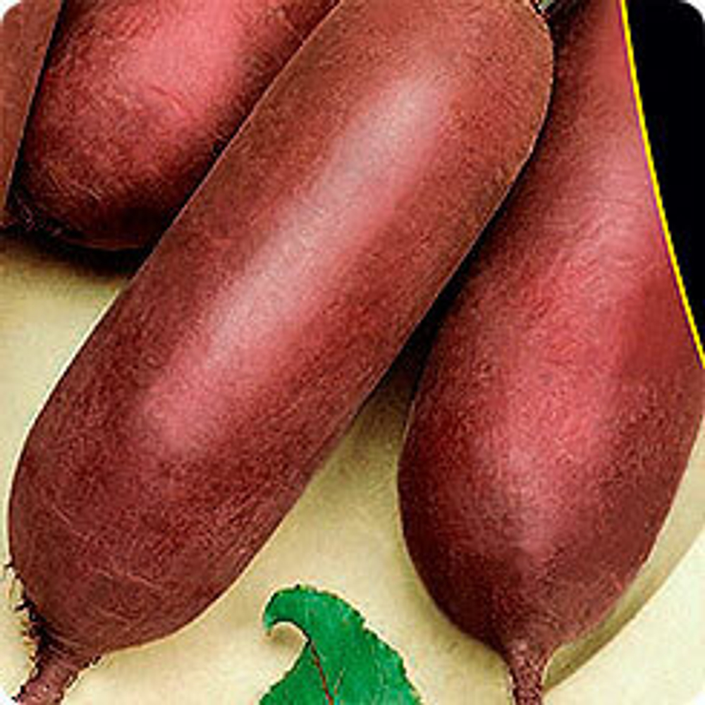 Свекла Цилиндра