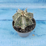 Astrophytum Myriostigma cv. Fukuryu (Астрофитум)