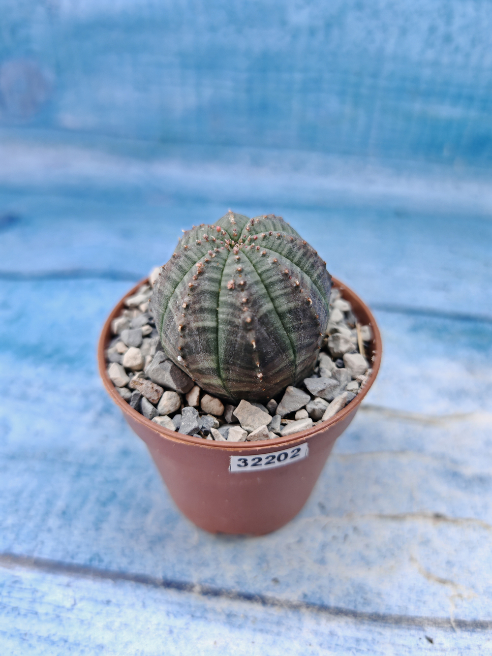 Euphorbia Obesa (Эуфорбия)