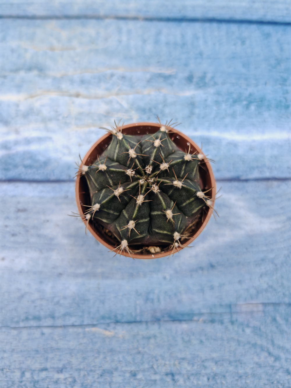 Gymnocalycium Friedrichii (Гимнокалициум)