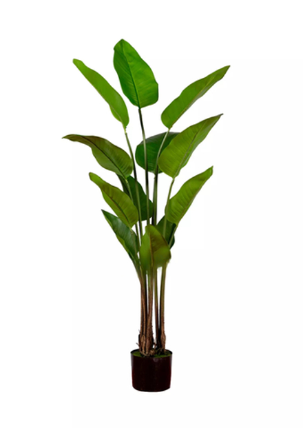 Куст стрелиции Николая 150 см