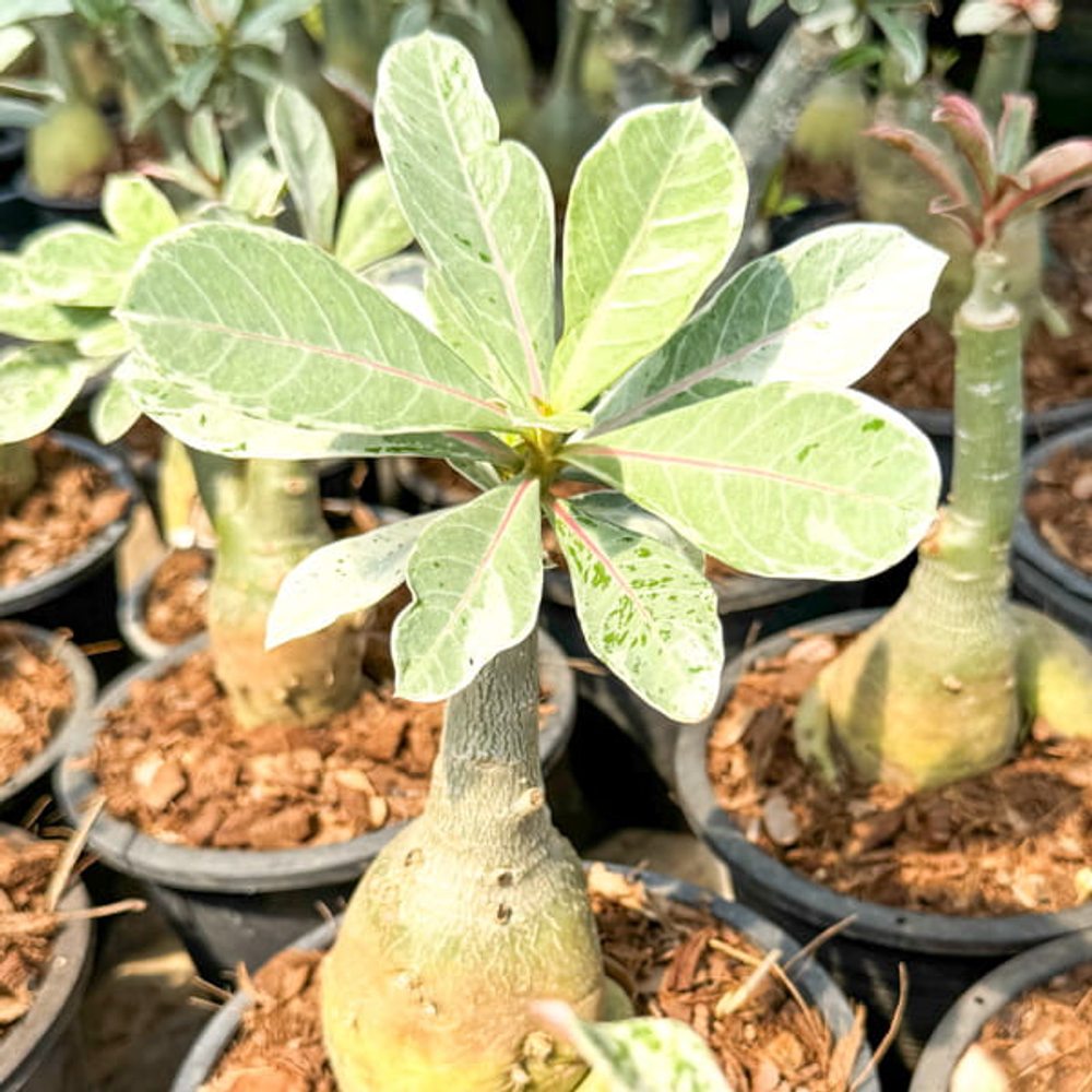 Адениум вариегатный 7650