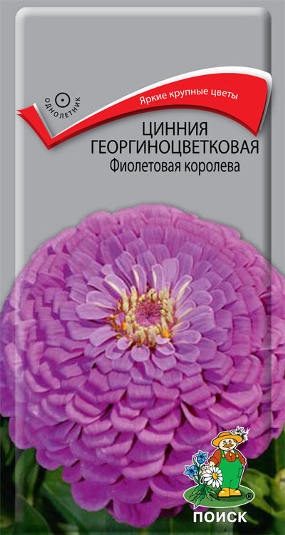 Цинния Фиолетовая королева