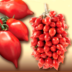 Помидоры - Pomodorino del Piennolo del Vesuvio - Черри Пьенноло Дель Везувио