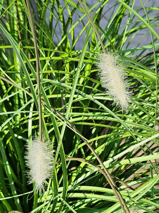 Трава с белыми пушистиками 60см в кашпо