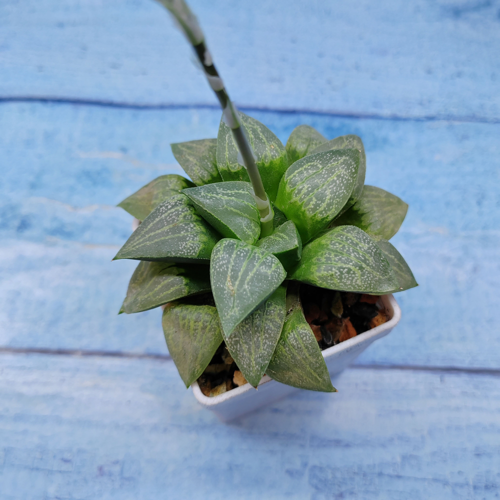 Haworthia Comptoniana Hybride hybrid (Хавортия)