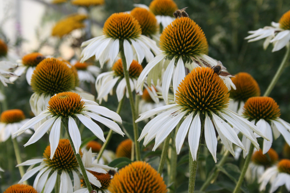 Эхинацея пурпурная Вайт С2 Закупка М39 июнь 2026