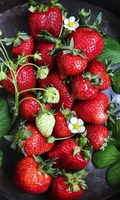 Семена Земляника Челябинский метеорит - ремонтантная (УД) Е/П Б/Ф