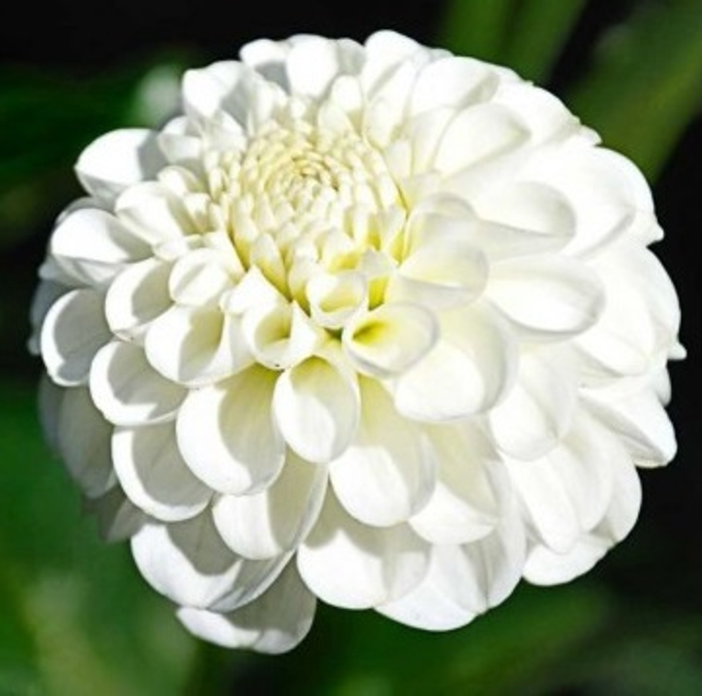 Георгин Сноуфлейк (Snowflake)