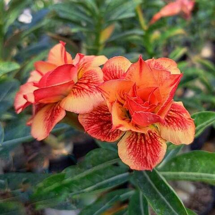 Адениум PANCALI