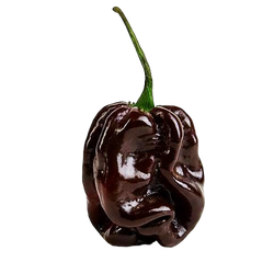 Семена острого перца Шоколадный Хабанеро (Chocolate Habanero) 10шт