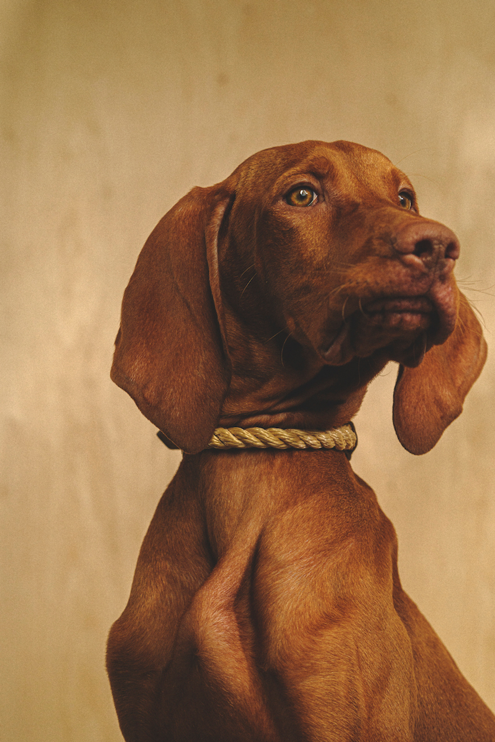 Ошейник "Кантри-Пони" Бежевый