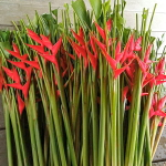 Геликония BIHAI BIG BUD RED