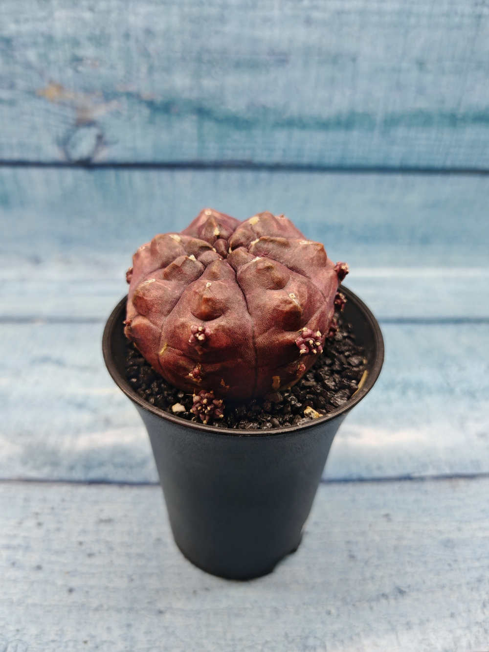 Gymnocalycium Daydream (Гимнокалициум)