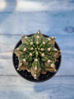 Gymnocalycium T-Rex Pink hybrid (Гимнокалициум)