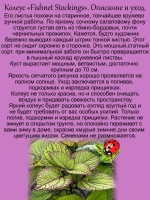 Колеус Ажурные чулки вегетативный