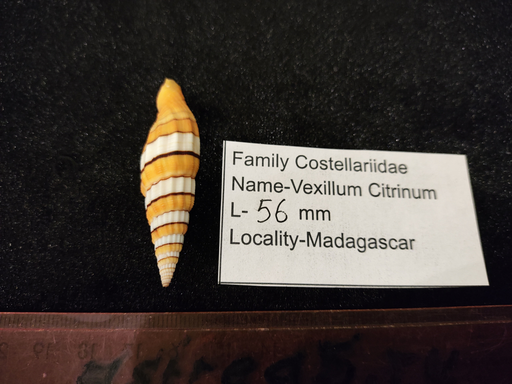 Вексиллюм Цитринум