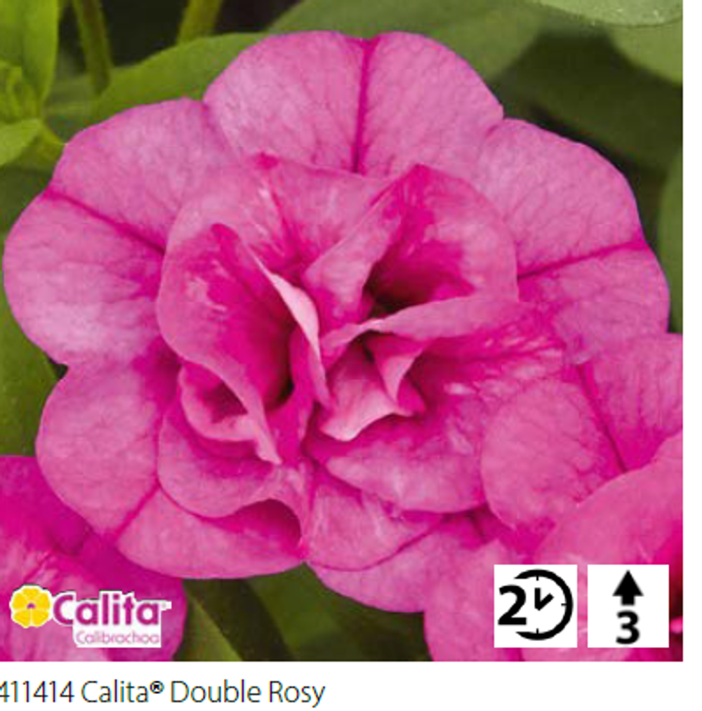 ЕВРО Калибрахоа Calita double rosy укорененный черенок ОКС февраль 26 Volmary