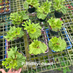 Платицериум P.RIDLEYI DWARF
