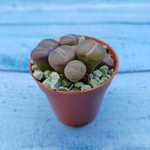 Lithops sp. (Литопсы)