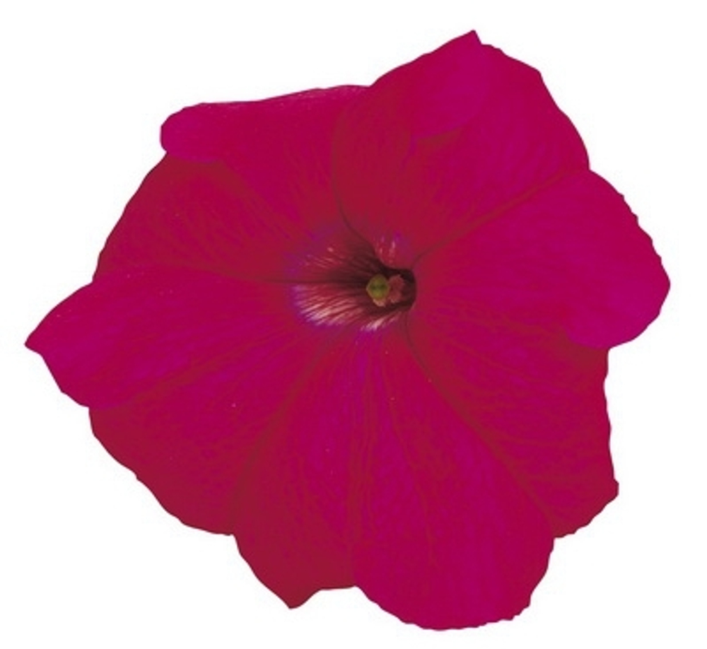 Петуния грандифлора Игл Роуз (100др) Витагрин Профи