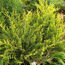 Можжевельник средний Мордиган Голд C2 20-25