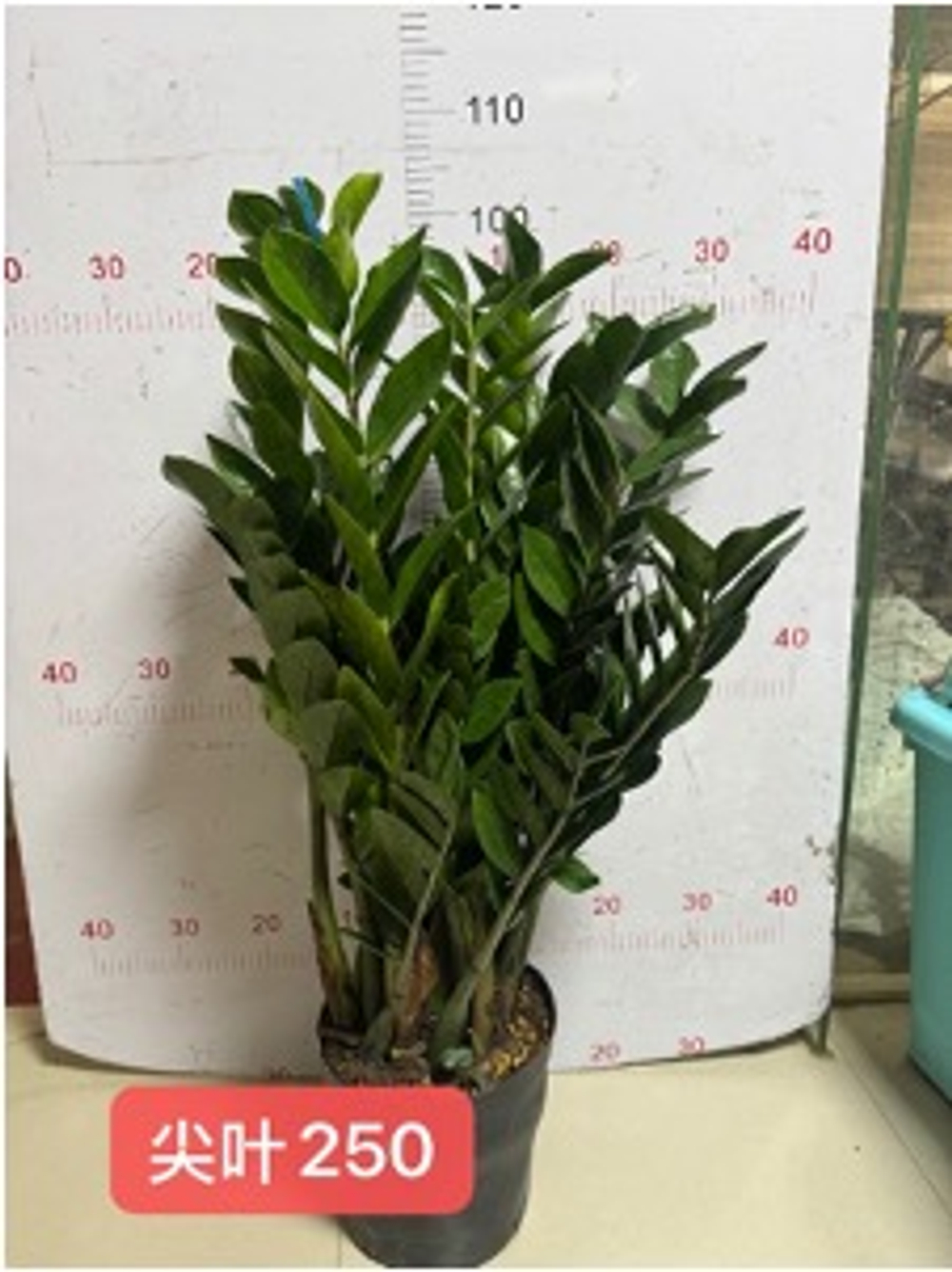 Замиокулькас Pointed Leaf д. 25