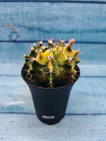 Gymnocalycium Variegata (Гимнокалициум Вариегатный)