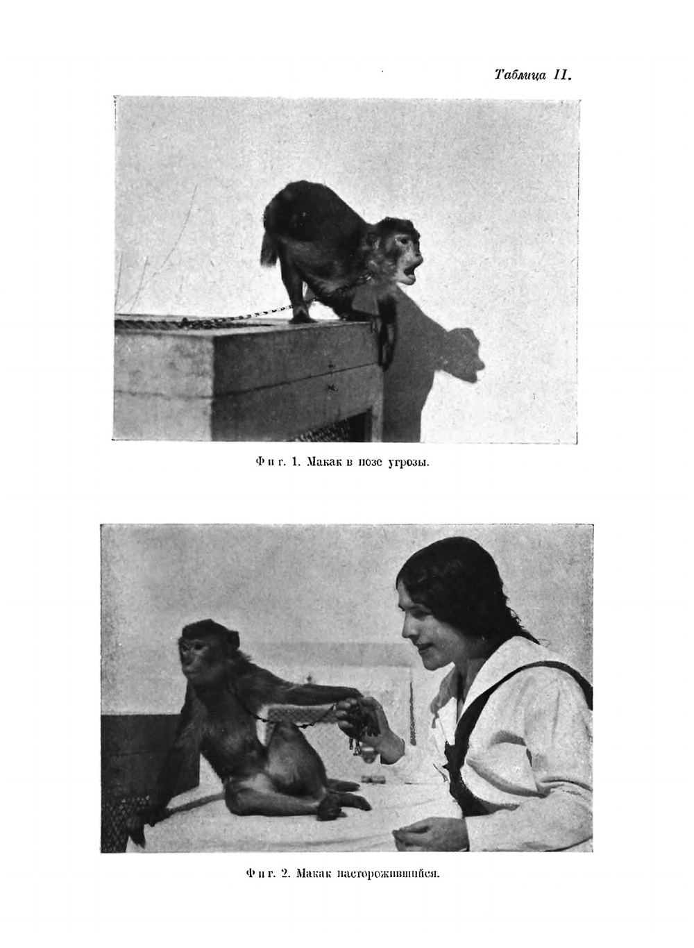 Приспособительные моторные навыки макака в условиях эксперимента. К вопросу о "Трудовых процессах" низших обезьян | Н. Н. Ладыгина-Котс