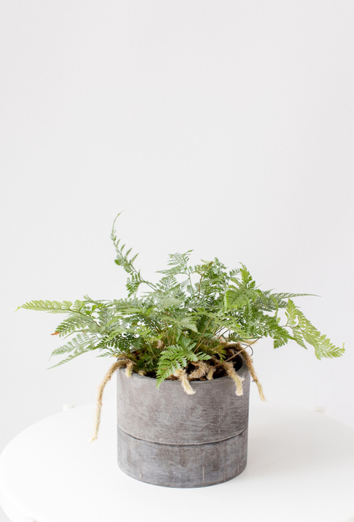 Даваллия Хумата Таермани