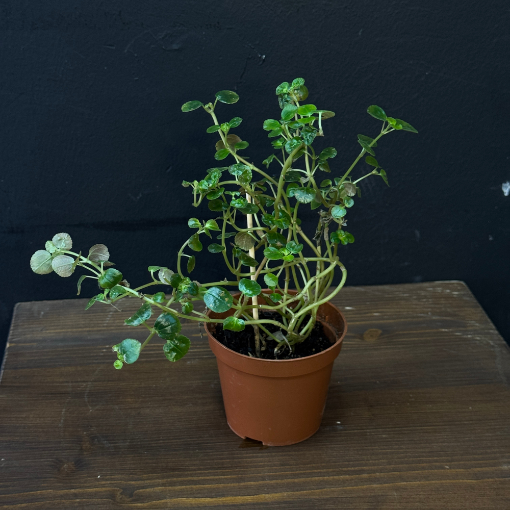 Пеперомия круглолистная