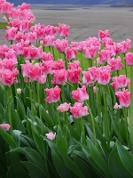 Тюльпан Экзотический Краун оф Династи