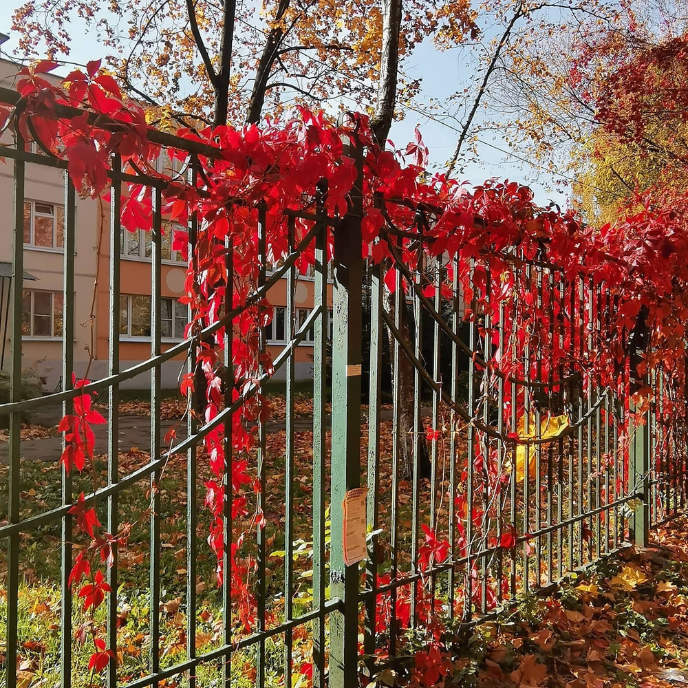 Грифон