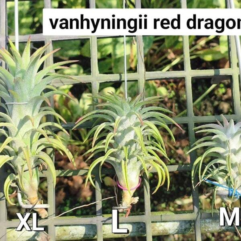 Тилландсия vanhyningii Red Dragon XL